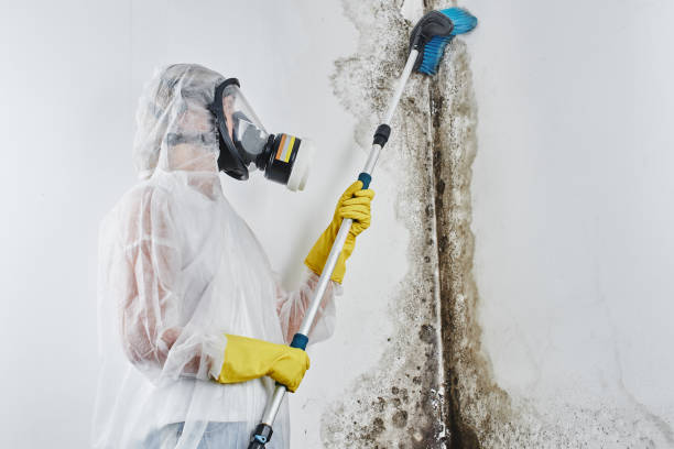 Best Bathroom Mold Remediation in Sunnyside, CA