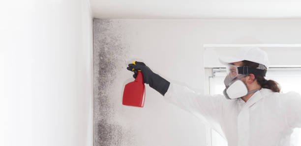Best DIY Mold Remediation Support Services in Sunnyside, CA